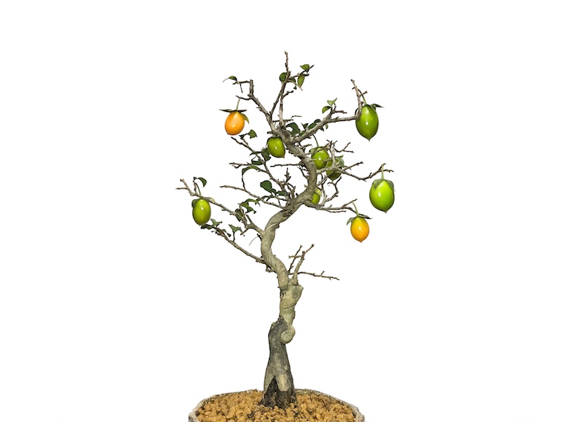 格安盆栽素材/生産品紹介/老爺柿 小品盆栽 販売/通販のFROM JAPAN