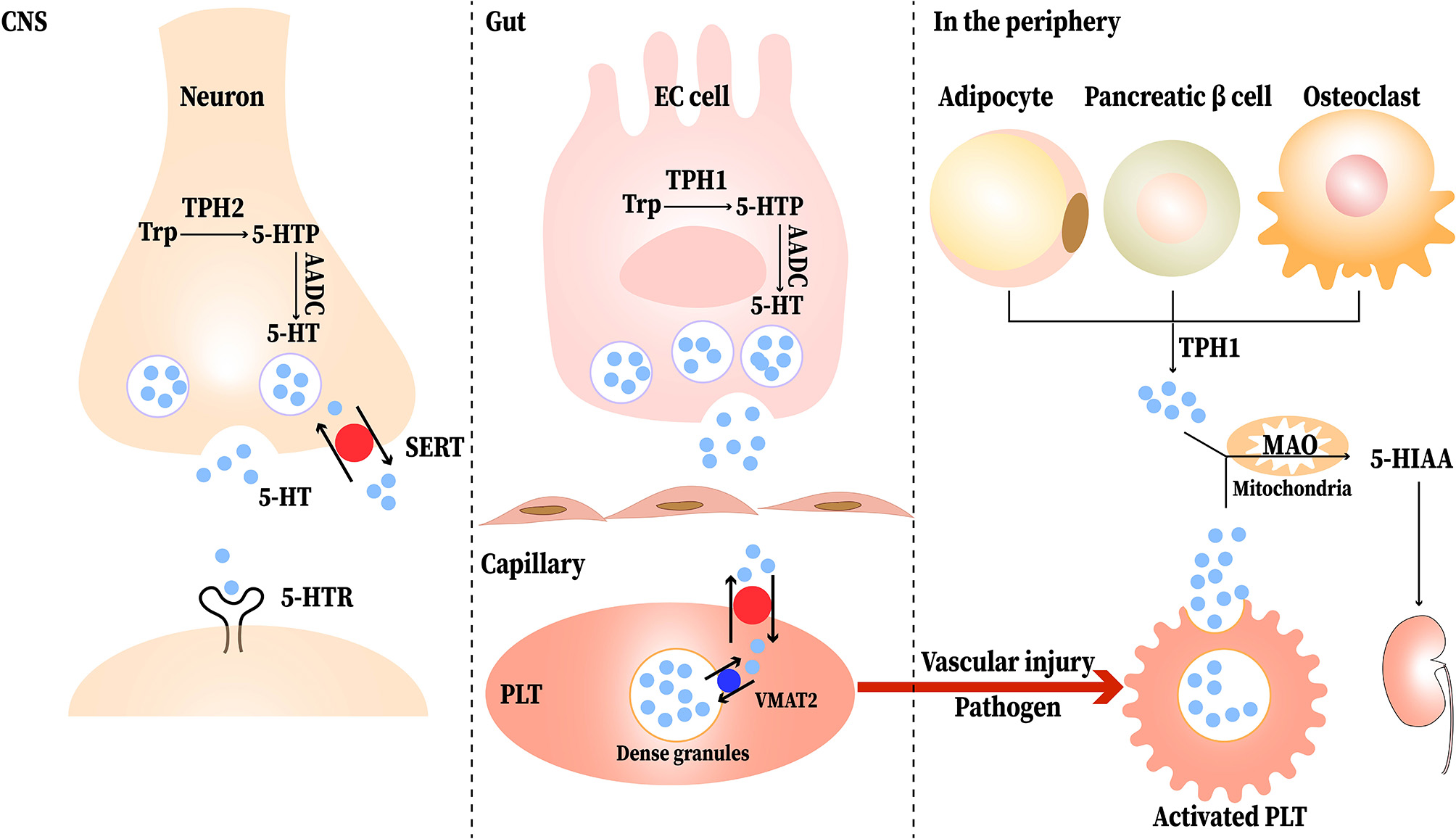 Frontiers | Serotonin: A Potent Immune Cell Modulator in