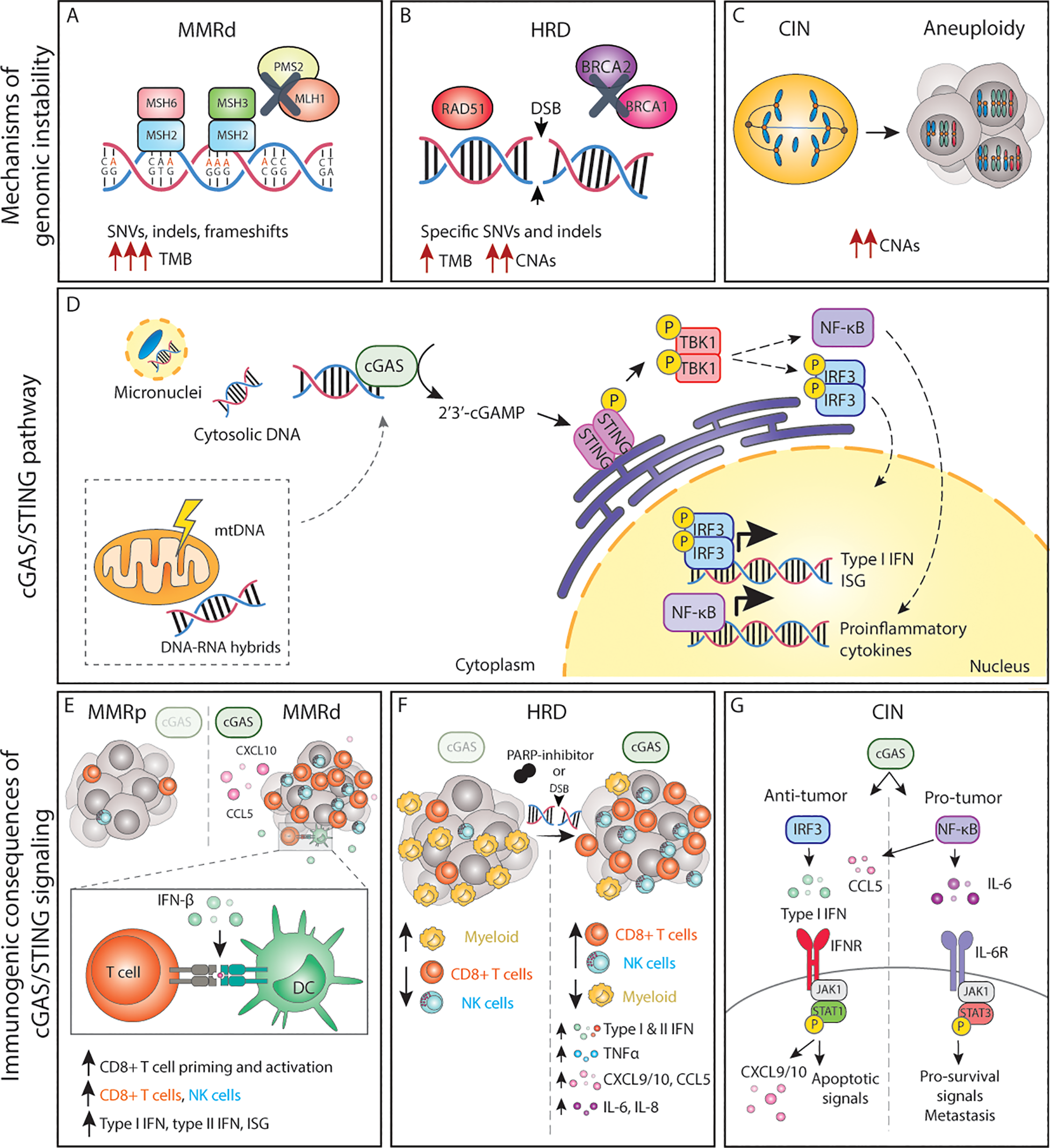 Frontiers | Genomic instability as a driver and suppressor of anti