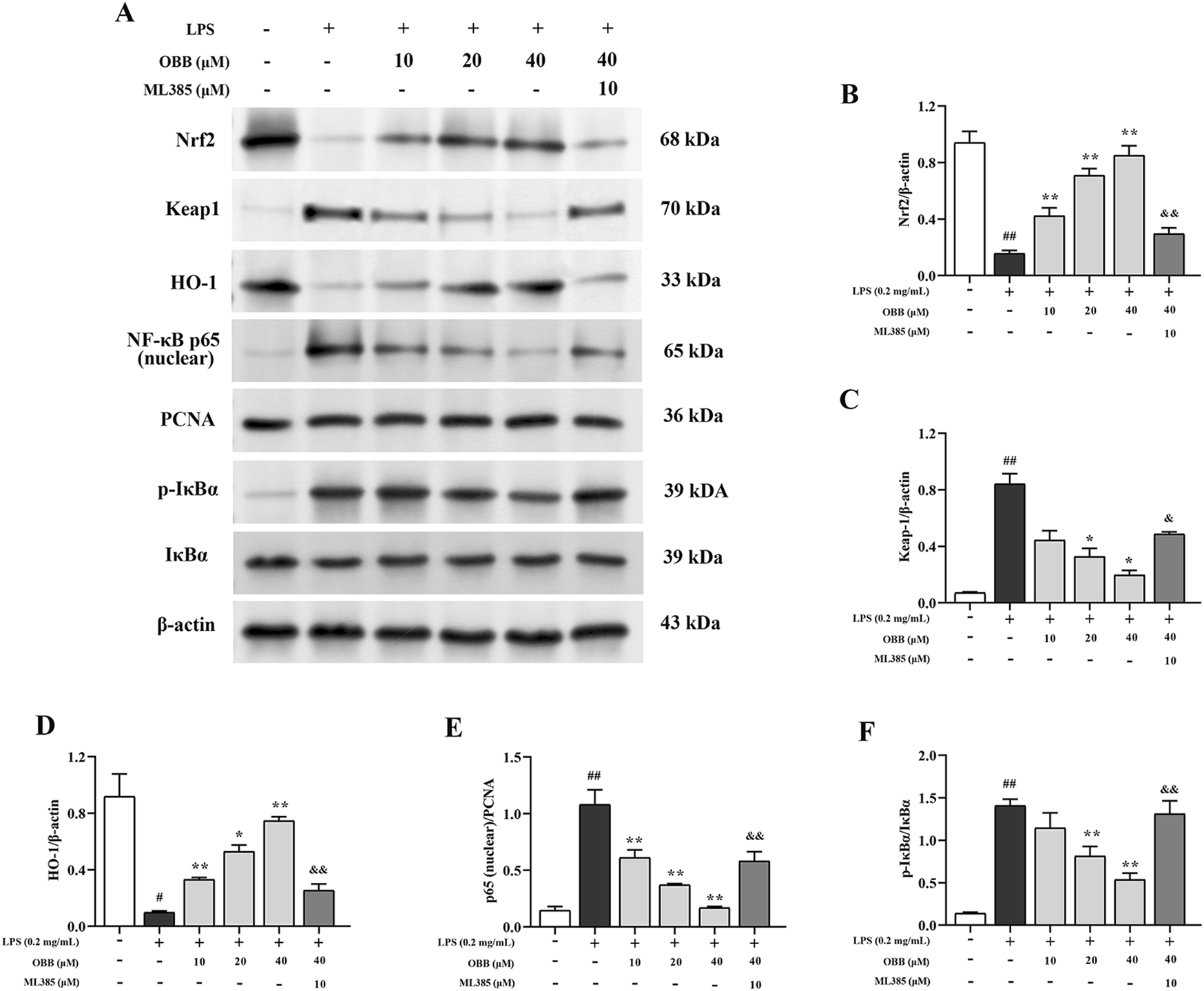 Frontiers | Oxyberberine alleviates lipopolysaccharide-induced