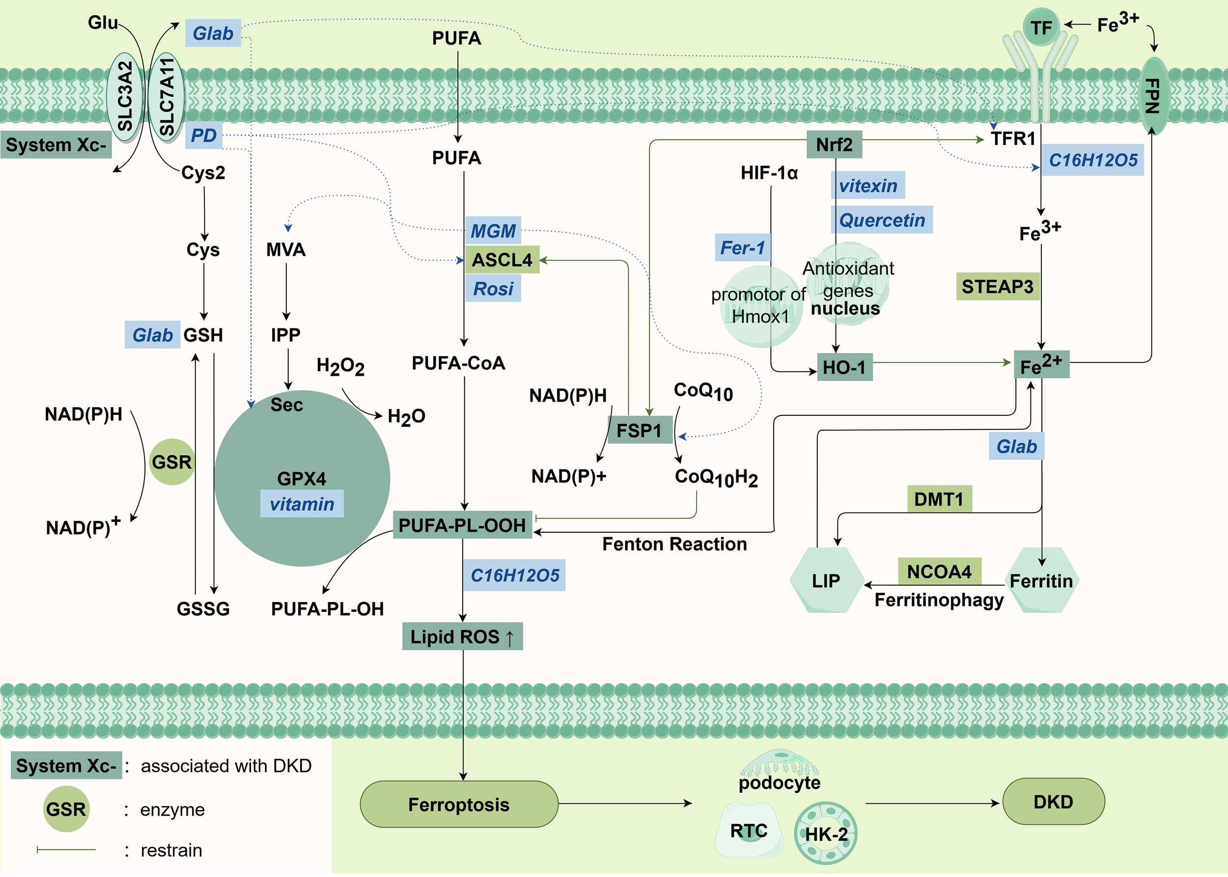 Frontiers | Targeting programmed cell death pathways: emerging