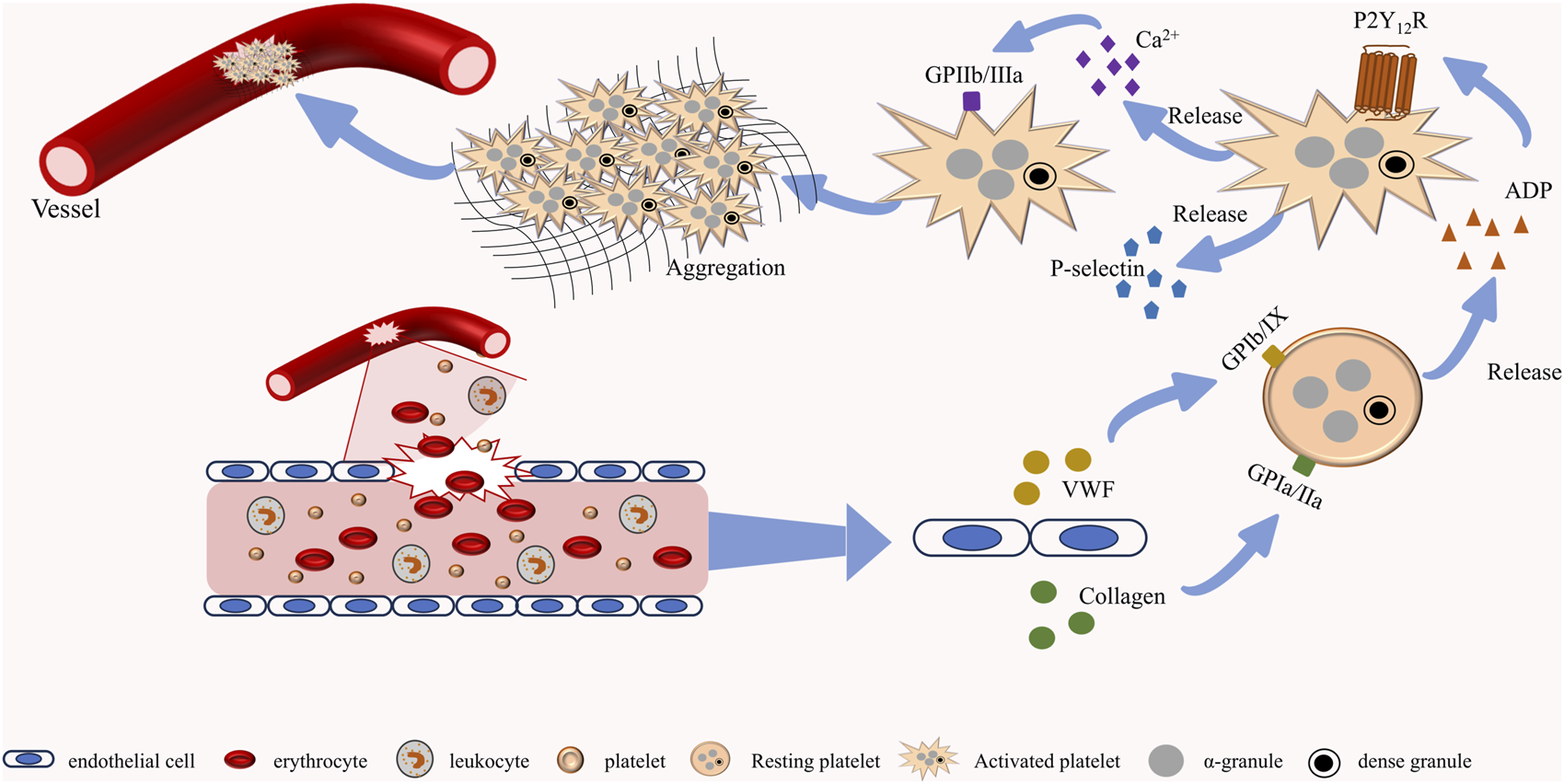 Frontiers | A review of natural compounds to regulate platelet