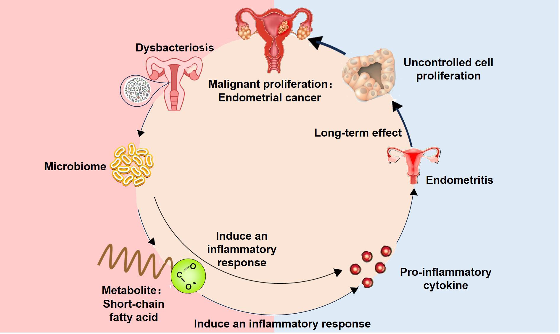 Frontiers | Epidemiology, molecular typing, microbiome-immune