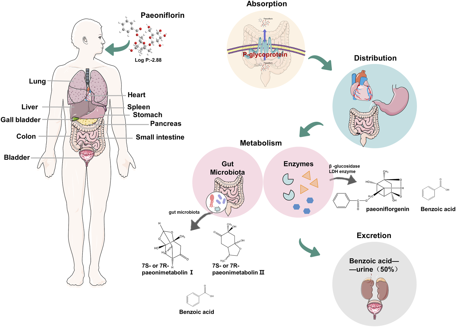 Frontiers | Advances of paeoniflorin in depression: the molecular