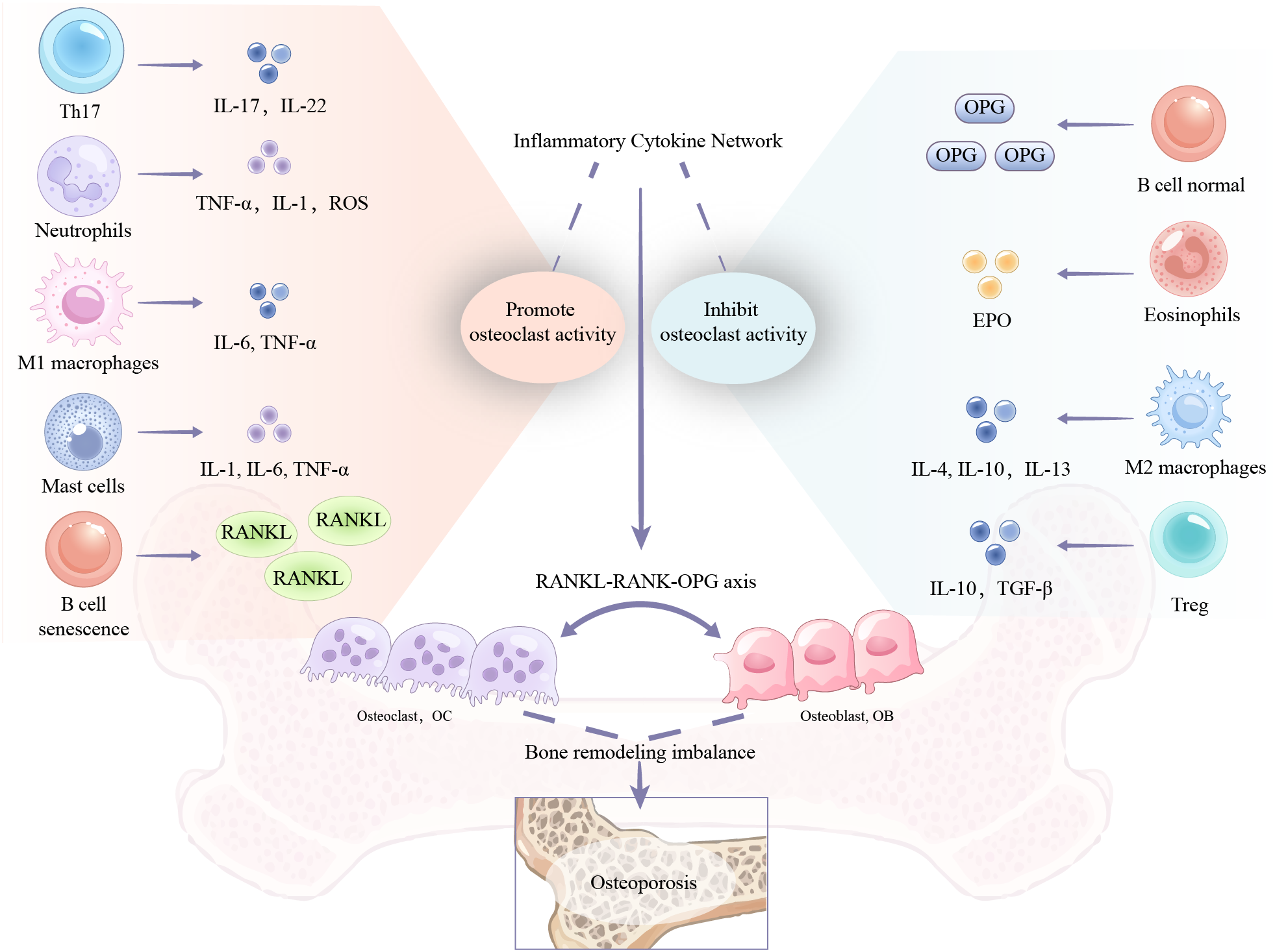 Frontiers | Functional roles of immune cells in osteoporosis