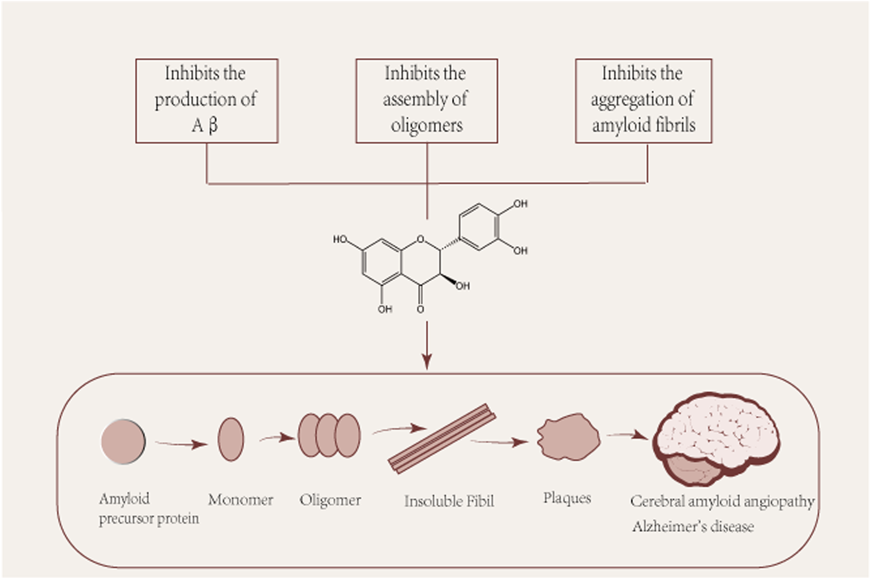 Frontiers | An insight into novel therapeutic potentials of taxifolin
