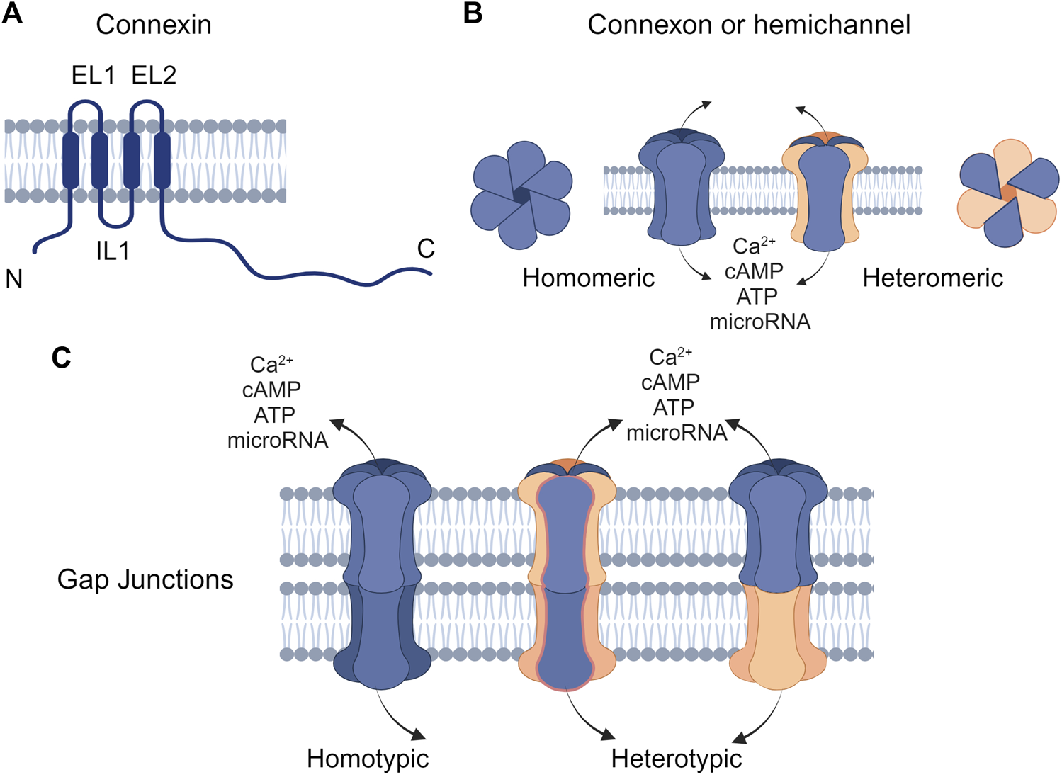 Frontiers | Connexins in epidermal health and diseases: insights
