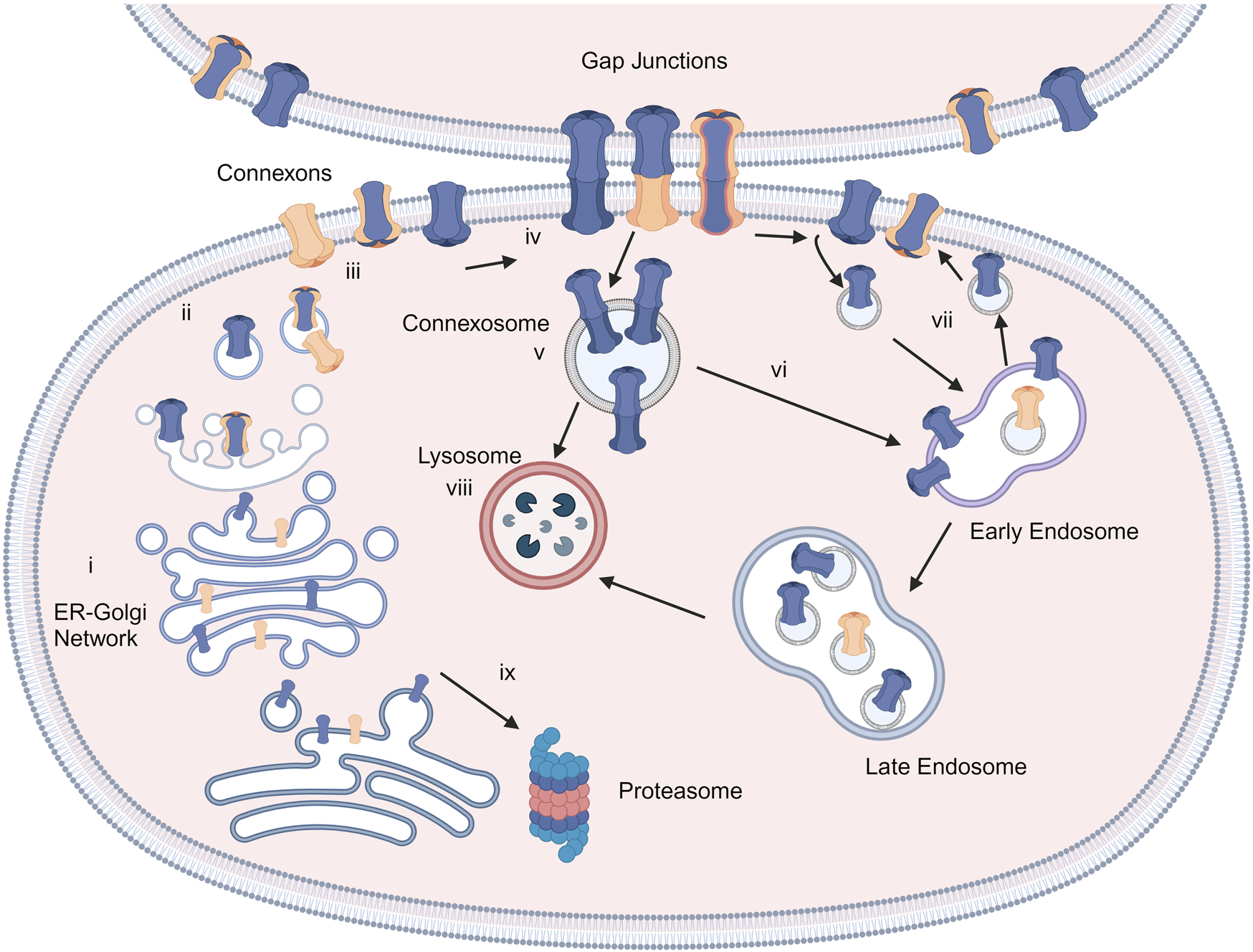 Frontiers | Connexins in epidermal health and diseases: insights