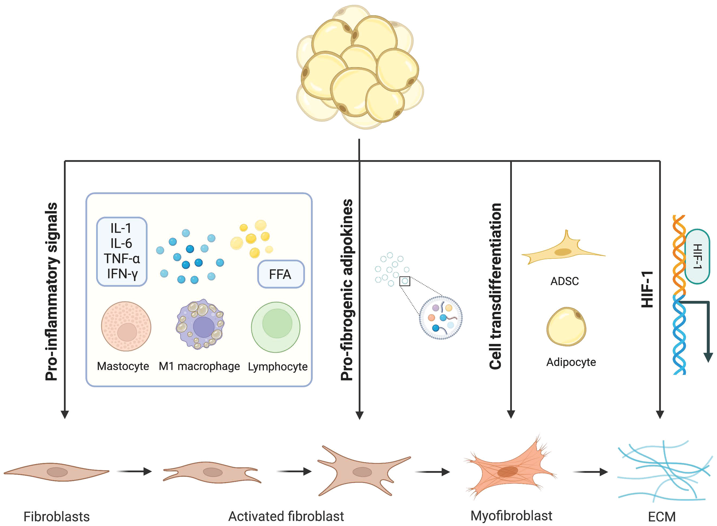 Frontiers | Challenges and opportunities in obesity: the role of