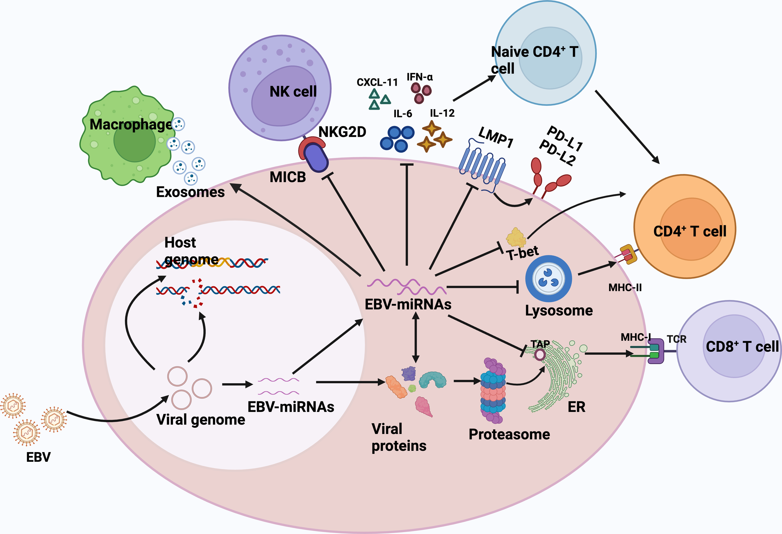 Frontiers | Carcinogenic mechanisms of virus-associated lymphoma