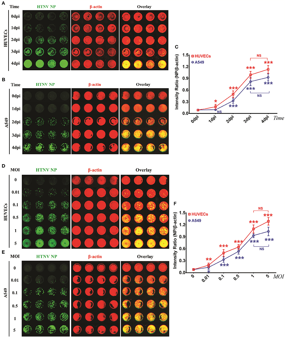 Frontiers | In-Cell Western Assays to Evaluate Hantaan Virus