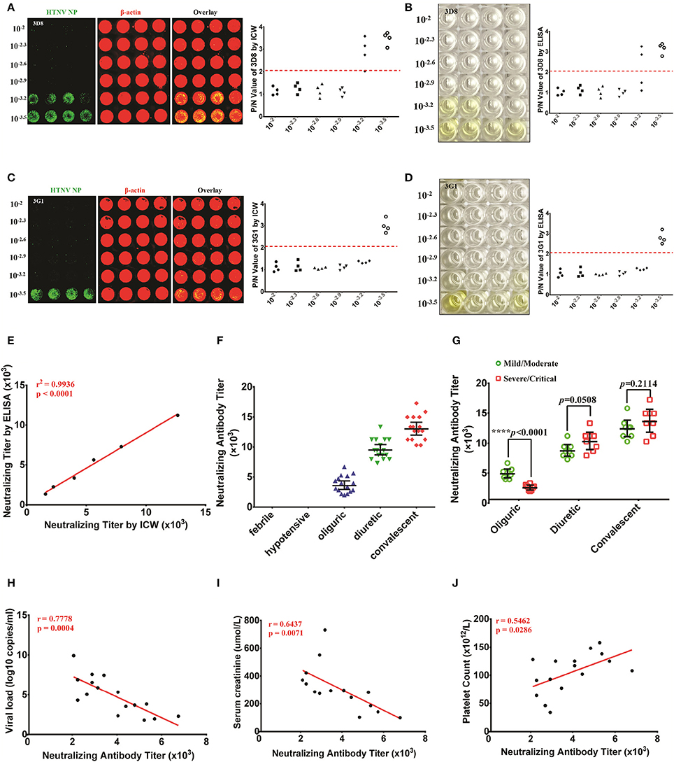 Frontiers | In-Cell Western Assays to Evaluate Hantaan Virus