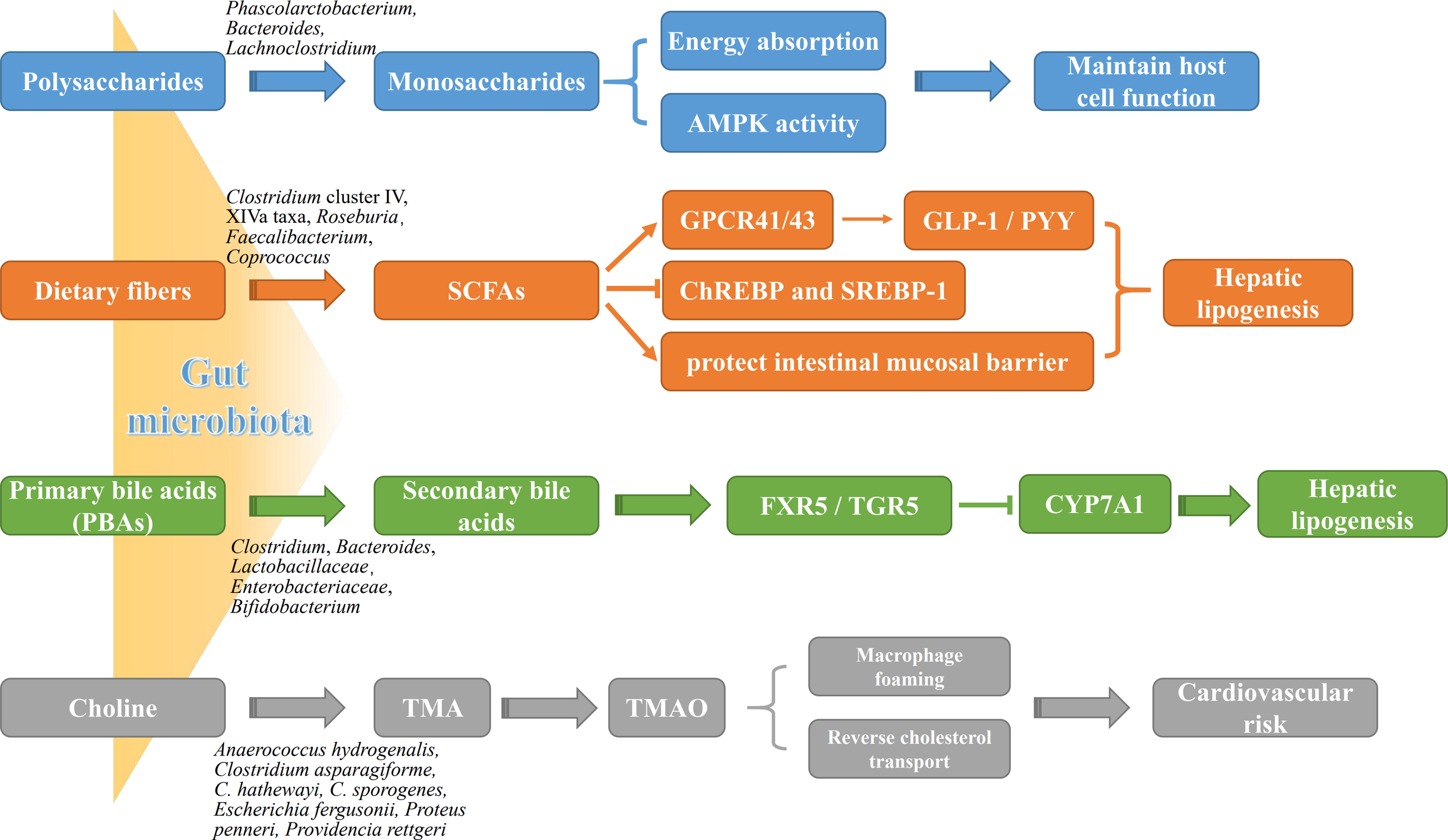 Frontiers | Gut dysbiosis in nonalcoholic fatty liver disease