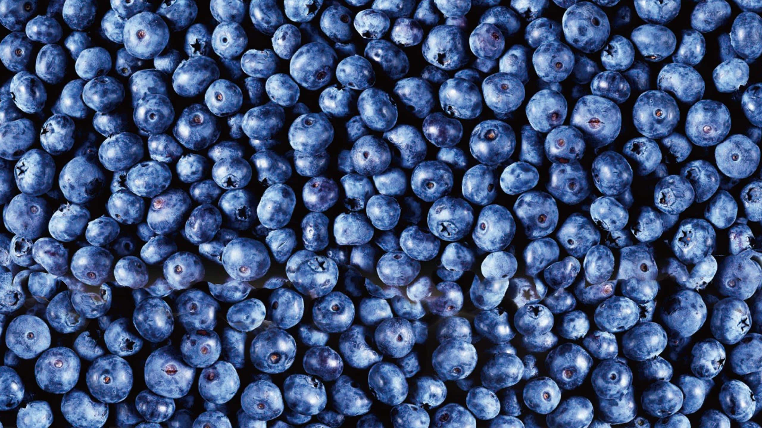 FUjiブルーベリー500g | 家庭用商品 - 富士通商株式会社