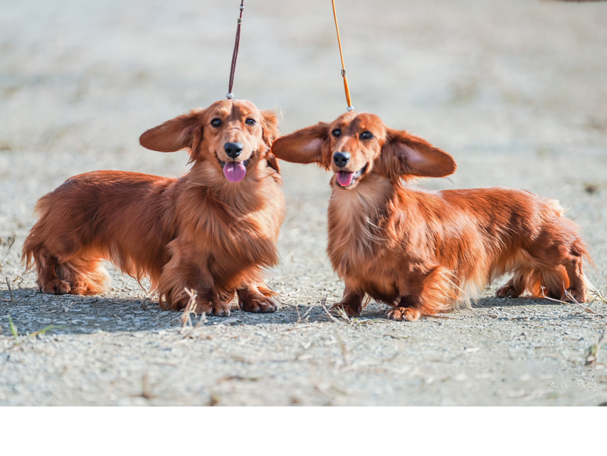 ミニチュアダックス Miniature Dachshund ダックスフンド 子犬
