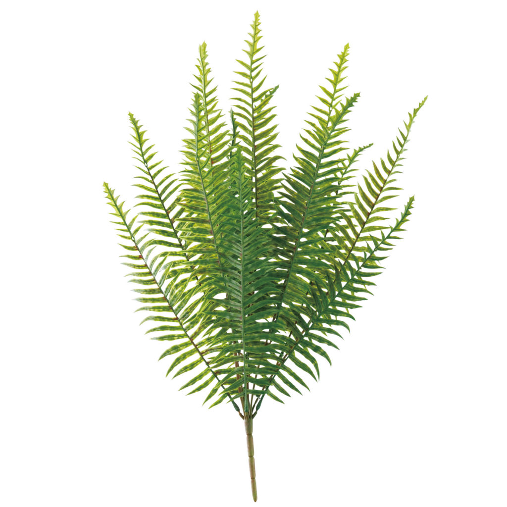 シダ - Relair（リレヤ）