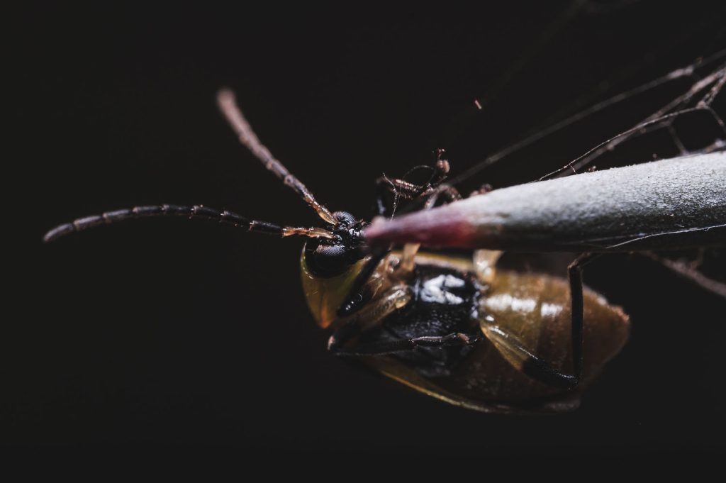 Laowa 65mm f/2.8 Super Macro 2x Lens Review - Fuji X Passion