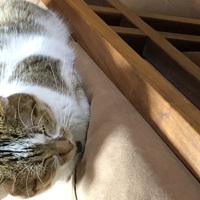 腐り姫読本 ～赤雪腐爛草紙～（Liar-soft ほか）』 投票ページ | 復刊