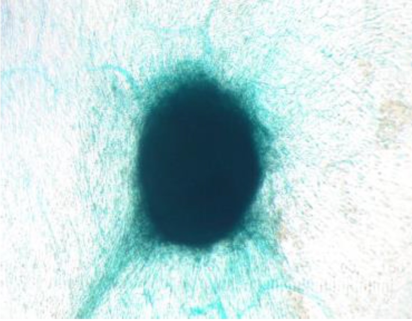 ヒト軟骨細胞の染色に | Alcian Blue染色キット | フナコシ