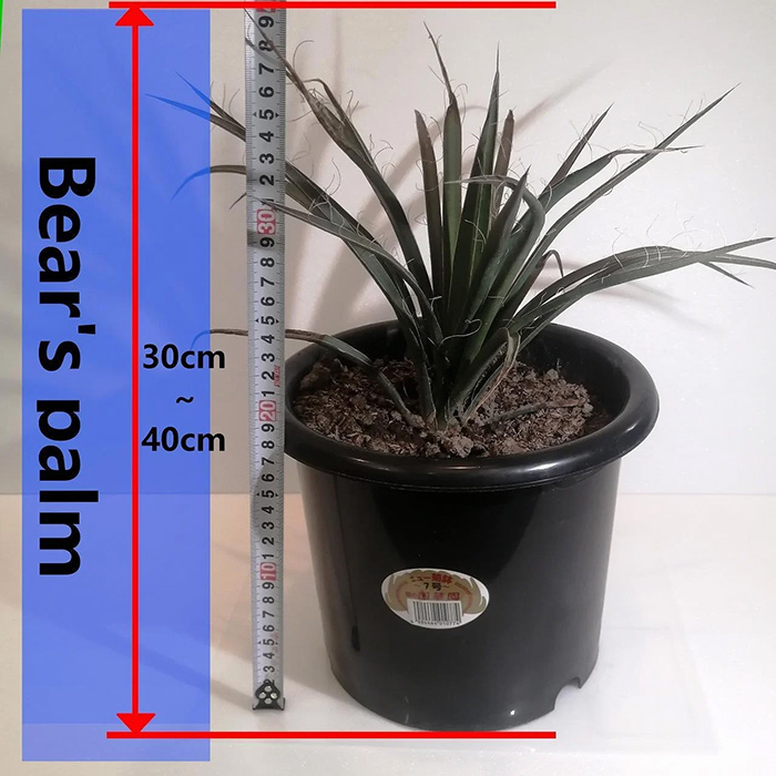 ユッカフィリフェラ Yucca filifera ｜ G-Call ふるさと納税