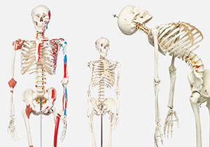 人体模型｜世界中で使われている信頼と歴史｜3B Scientific