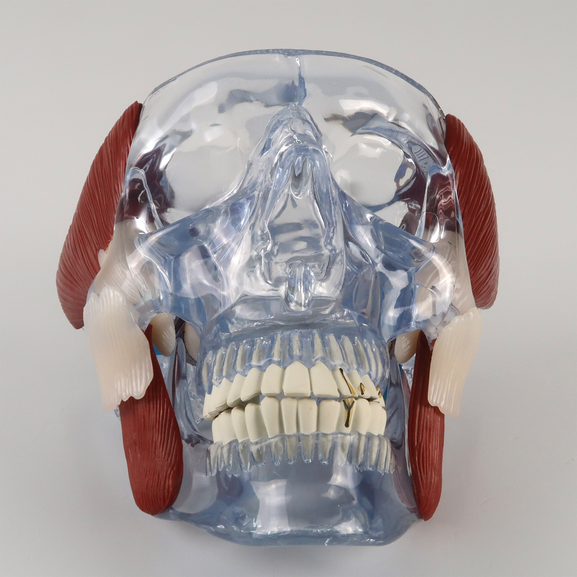 フィシオエナジェティック TMJ2 頭蓋下顎障害と顎関節症 テキスト フィ