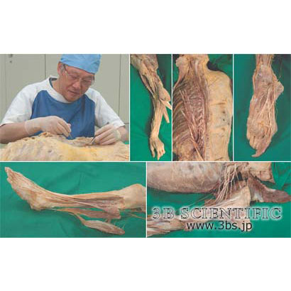 臨床に役立つ解剖学実習セット | 日本スリービー・サイエンティフィック