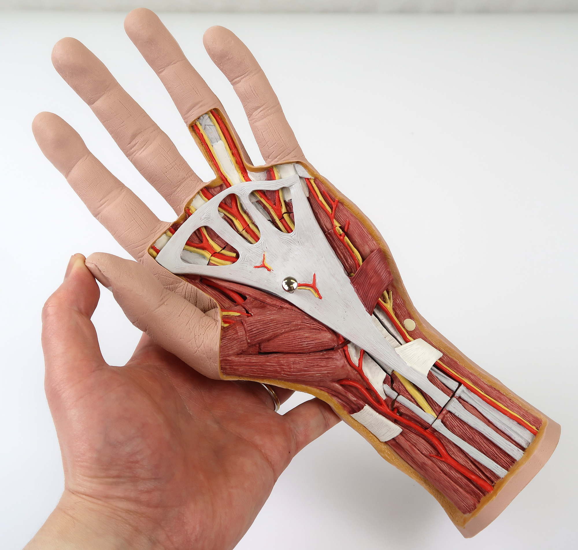 手の構造，3分解モデル | 日本スリービー・サイエンティフィック