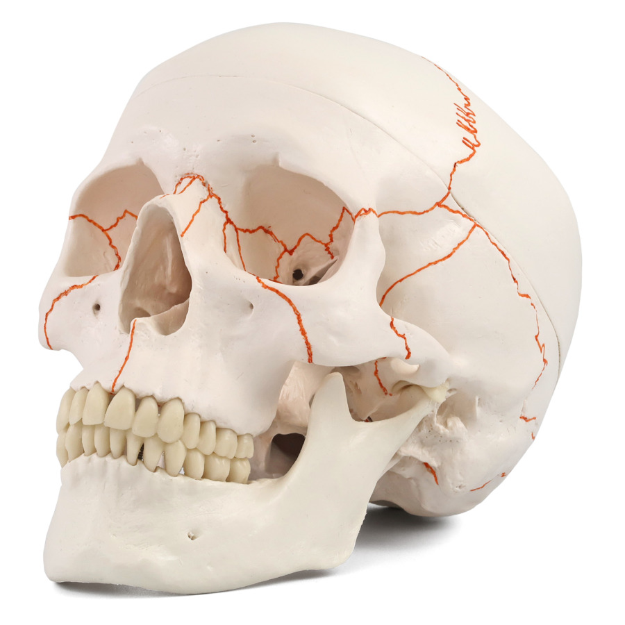 頭蓋，縫合線表示付，3分解モデル | 日本スリービー・サイエンティフィック