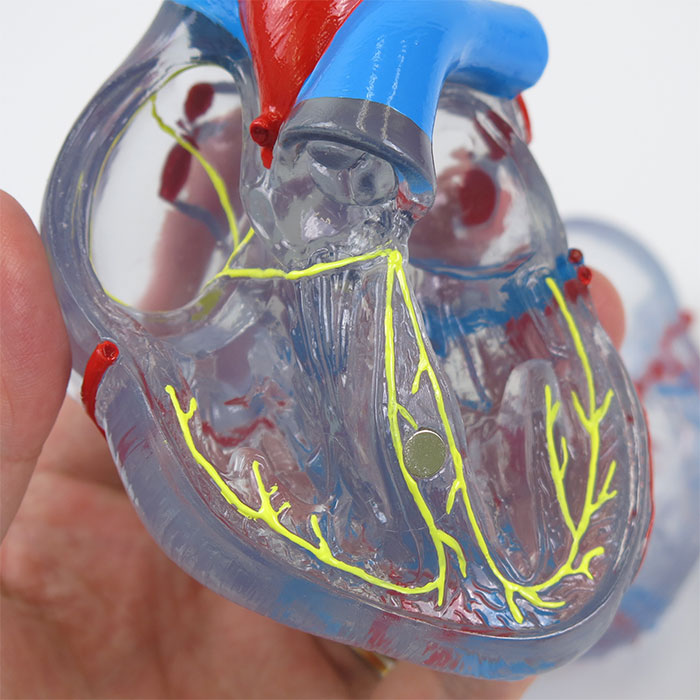 心臓，透明型・2分解モデル，刺激伝導系付 | 日本スリービー・サイエン