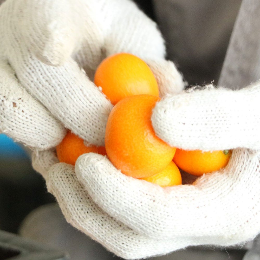 完熟きんかん蜂玉L【他の商品との同時購入不可・国内配送のみ