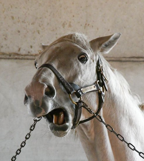 ウマBlog シャドーロールの怪物 ナリタブライアン Part① | 21世紀