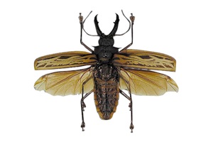 コロンビア産 特大 レモイネイトゲウスバカミキリ 81mm コロンビア産