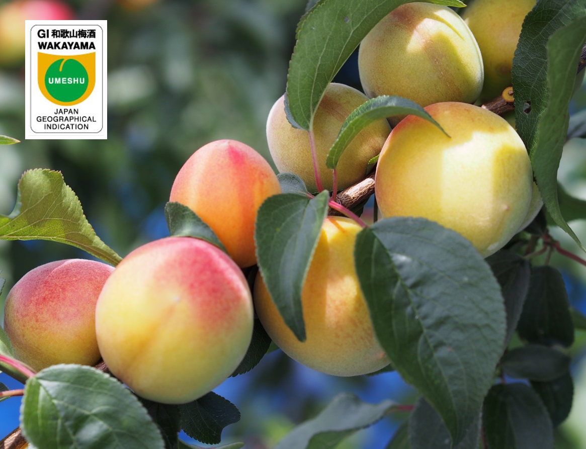 紀州紅梅園｜日本酒仕込み梅酒「和」 ｜ 紀州南高梅専門店