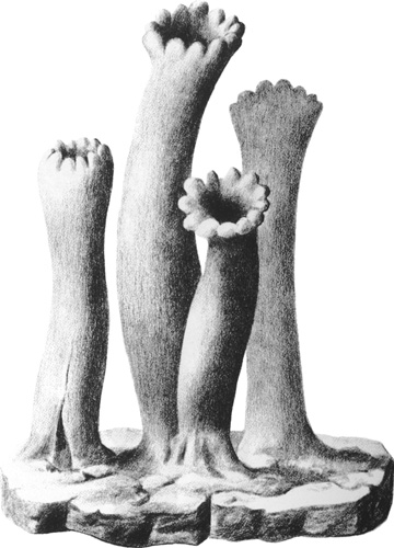 平行植物』新装版 第3刷出来/工作舎