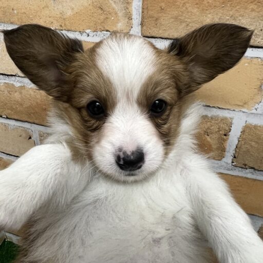 パピヨン | 【全国120店舗以上】ペットショップ｜コーワペッツ・ペッツ