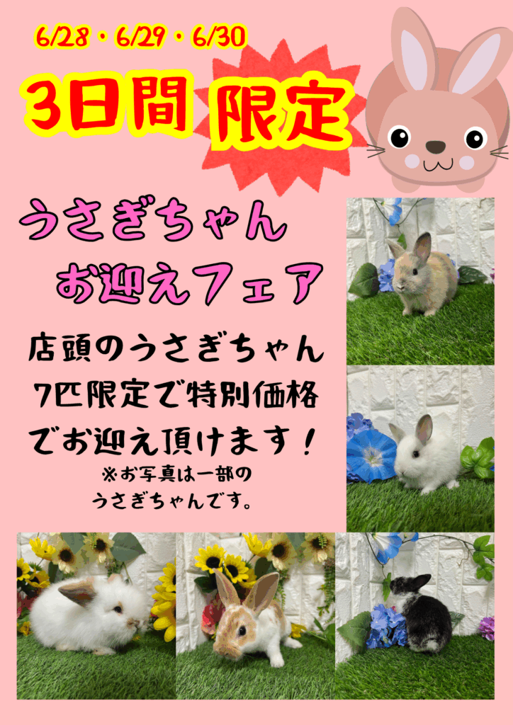☆うさぎちゃんお迎えフェア開催☆ | 【全国120店舗以上】ペット