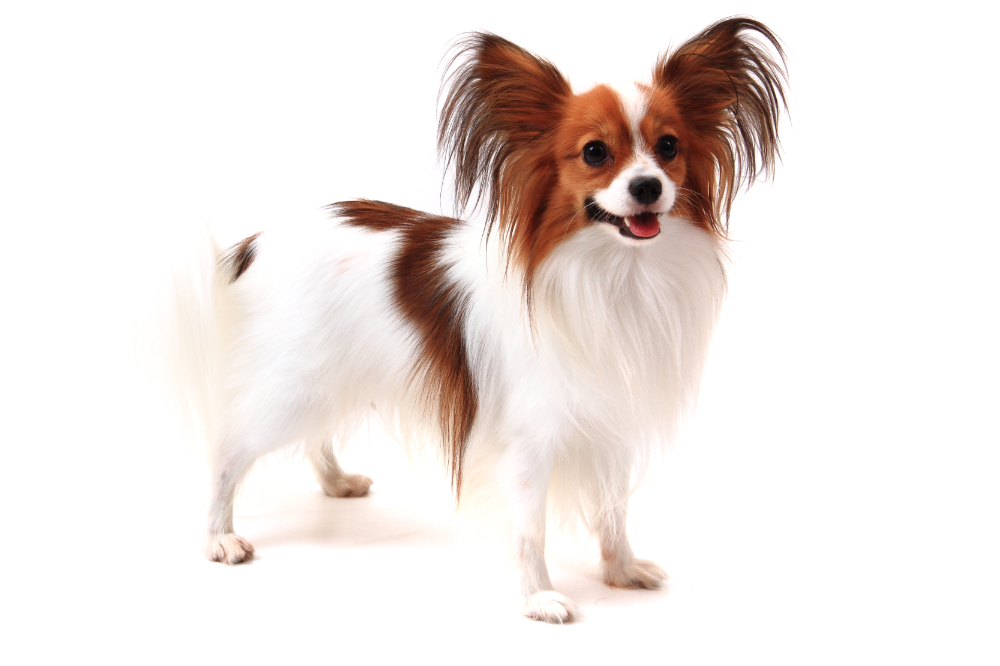 パピヨン | 【全国120店舗以上】ペットショップ｜コーワペッツ・ペッツ