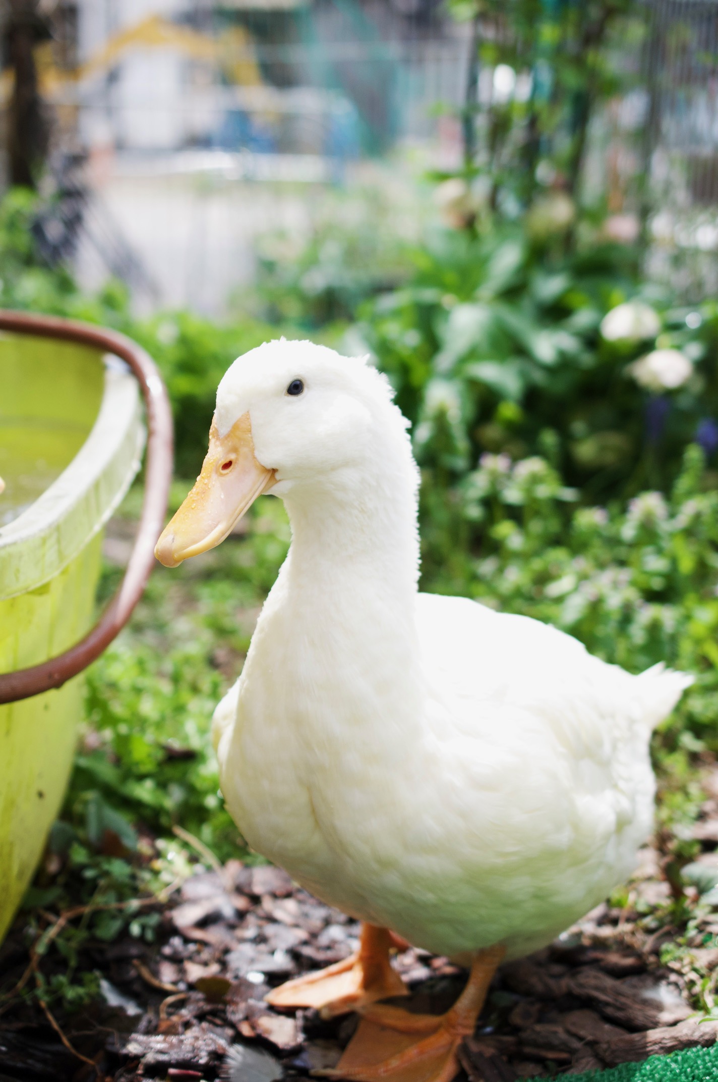 アヒルの聖地の正体は… | 高蔵寺ニュータウン 公式サイト | 愛知県春日井市