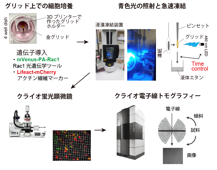 細胞が動く“仕組み”を可視化 がん転移や免疫の理解に前進 | 神戸大学