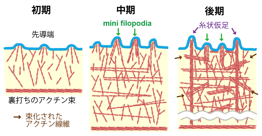 細胞が動く“仕組み”を可視化 がん転移や免疫の理解に前進 | 神戸大学