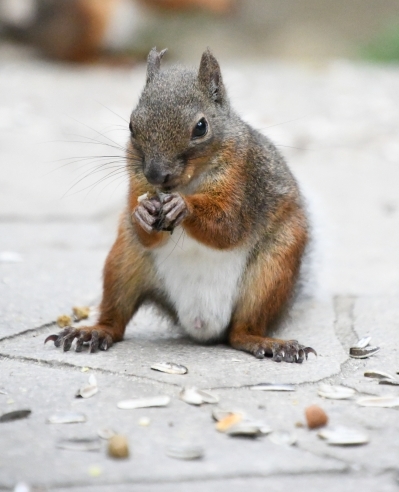 リスと小鳥の森」の期間限定公開について(9月～2月)｜神戸市立王子