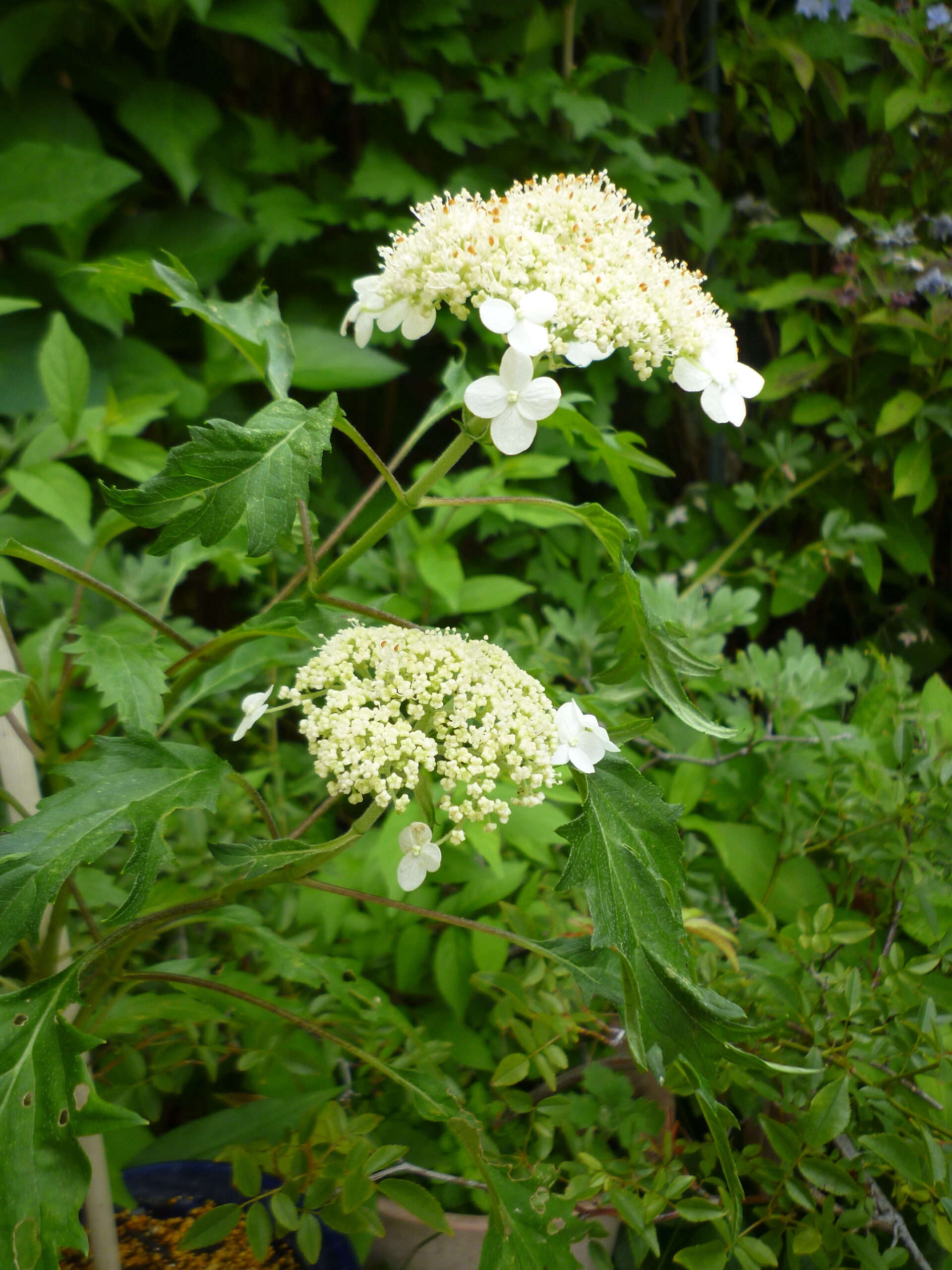 未分類 – 神戸市立森林植物園あじさい情報センター