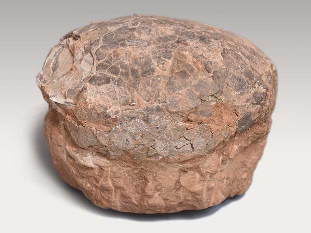 白亜紀 草食恐竜のハドロザウルスの卵 中国河南省、南洋渓谷にて発掘