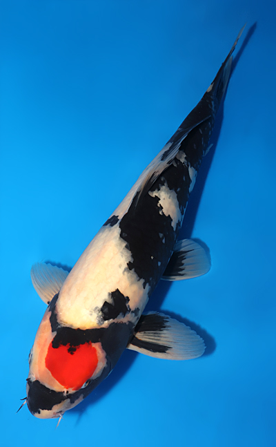 Tancho Showa - koi #x0618t006 - Marudo Koi Farm