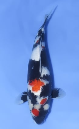 Sekiguchi Koi Farm Archives - Kodama Koi Farm