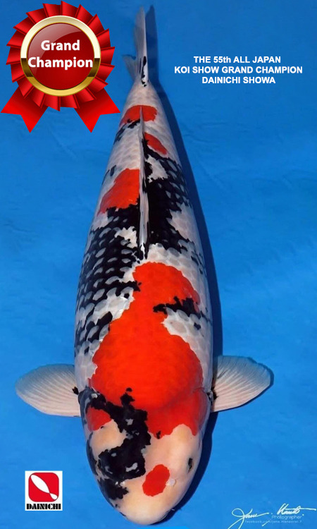 Dainichi Tosai Auction Archives - Kodama Koi Farm