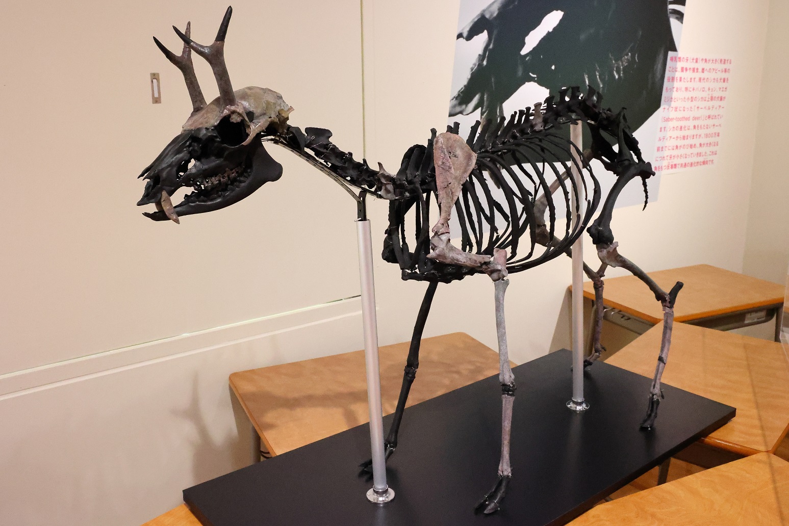 企画展「角の魅惑―日本のシカ化石とニホンジカ―」が見逃せない！（静岡