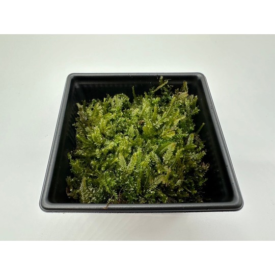 商品一覧｜高品質の苔販売専門店 苔日光