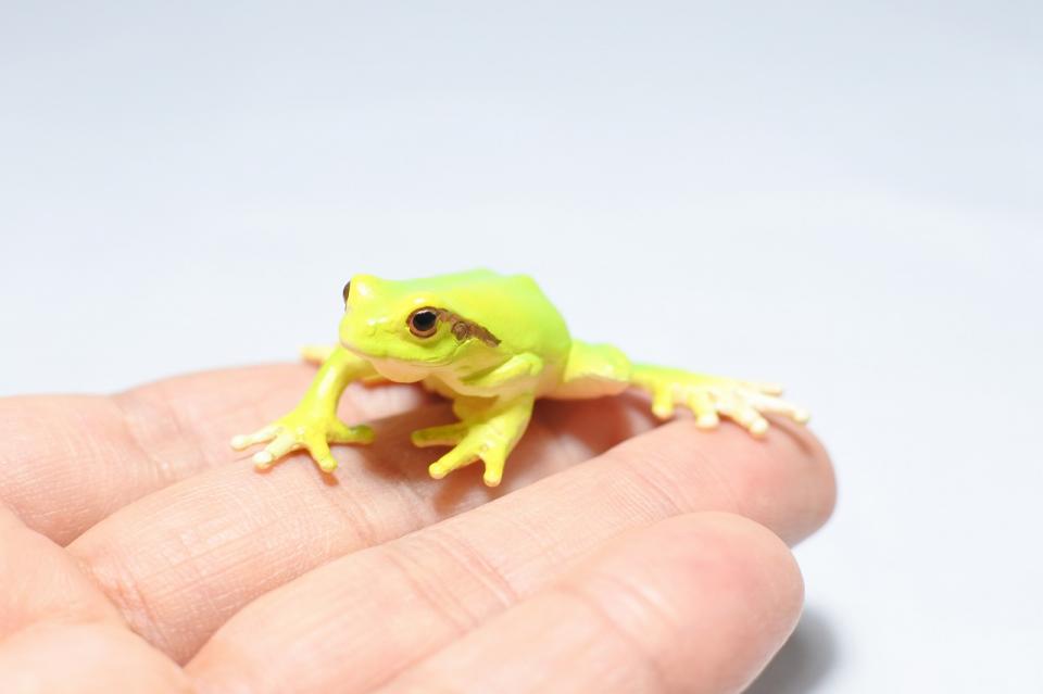 コケリウムフィギュア ニホンアマガエル｜苔（コケ）のインテリア